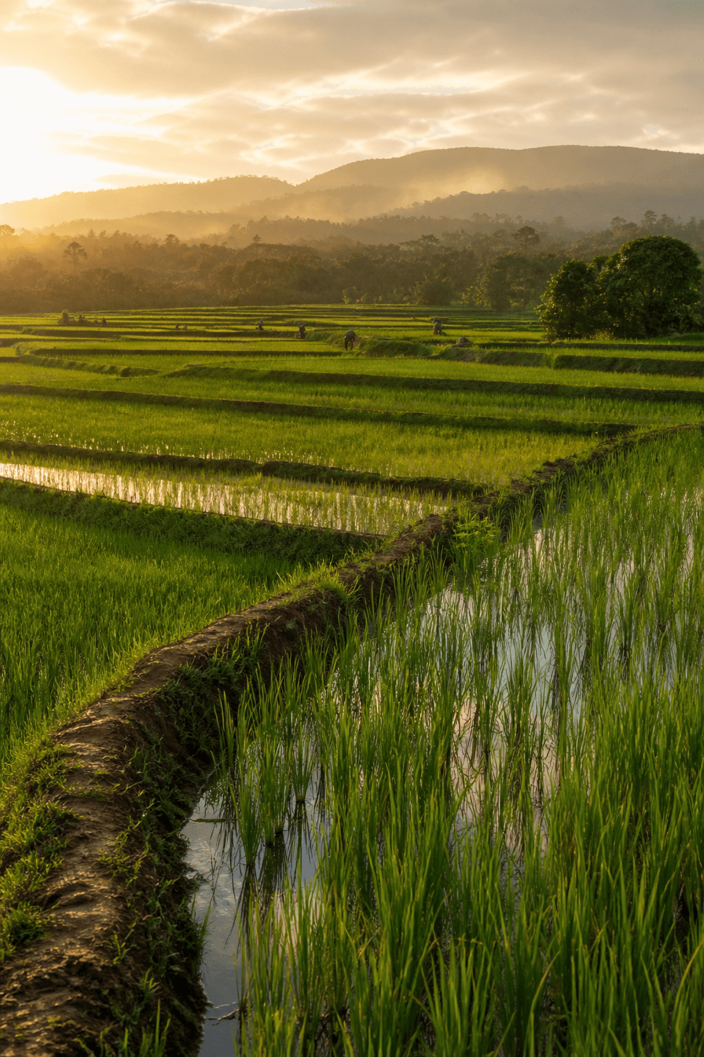 Rice fields in Tanzania